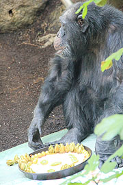 Happy Birthday Toni: der Schimpanse wurde 50 am 22.11.2011 und bekam eine "Torte" (©Foto: MartiN Schmitz)